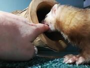 Ferret Grabs Woman's Finger