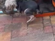 Dogs Squabble Over Catching Squirrel