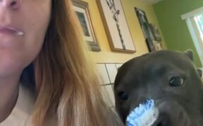 Dog Copies Owner While She Brushes Her Teeth