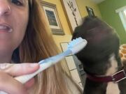 Dog Copies Owner While She Brushes Her Teeth