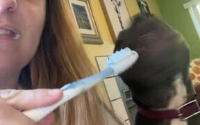 Dog Copies Owner While She Brushes Her Teeth - Animals - Videotime.com