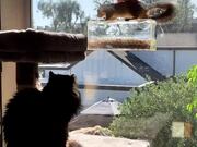 Cat Curiously Observes Squirrel Eating Bird Food