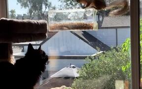 Cat Curiously Observes Squirrel Eating Bird Food