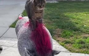 Cat Stands on Pig's Back