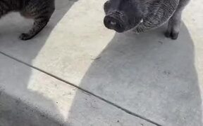 Cat Stands on Pig's Back - Animals - Videotime.com