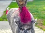 Cat Stands on Pig's Back