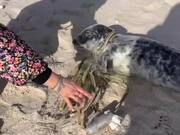 Woman Detangles Fishing Rope From Seal's Neck