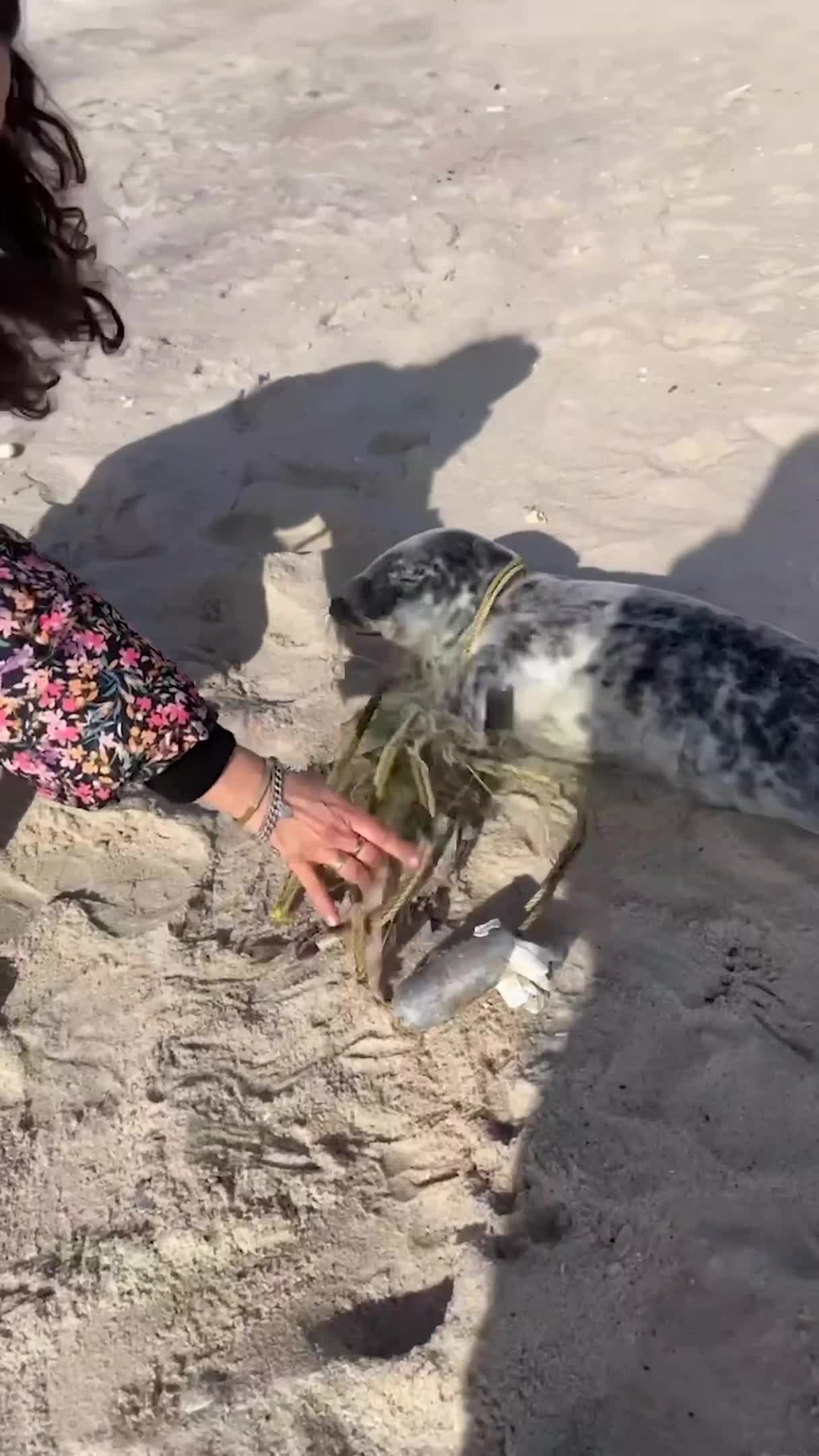 Woman Detangles Fishing Rope From Seal's Neck