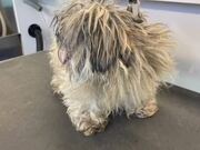 Person Shows Makeover of Matted Shorkie