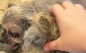 Person Shows Makeover of Matted Shorkie