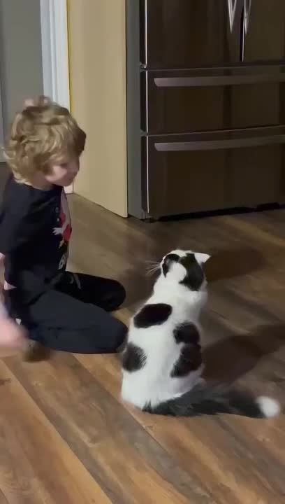 Cat Attacks Kid While He Plays With Them