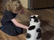 Cat Attacks Kid While He Plays With Them