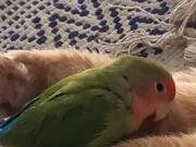 Cat and Parrot Adorably Display Their Friendship