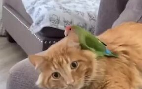Cat and Parrot Adorably Display Their Friendship