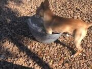 Chihuahua Rests Inside Bowl of Water