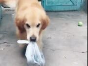 Dog Smartly Brings in Grocery and Closes Door