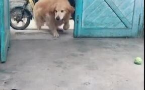 Dog Smartly Brings in Grocery and Closes Door
