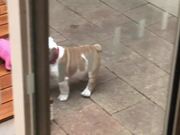 Person Watches Puppy Playing With Toy Pig