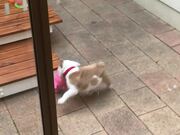 Person Watches Puppy Playing With Toy Pig