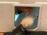 Dog Sneaks Through Cat Door to Steal Slippers