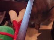 Dog Asks Owner for His New Christmas Toys