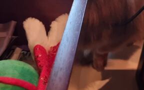 Dog Asks Owner for His New Christmas Toys