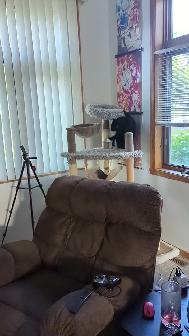 Cat Falls Out of His Tree House