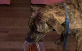 Dog Snatches Away Bowl of Chickpea Off Table