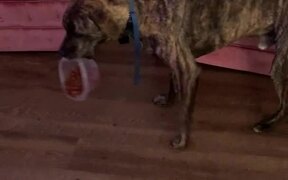 Dog Snatches Away Bowl of Chickpea Off Table