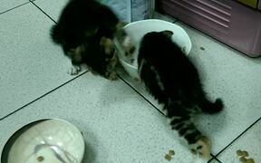 Kittens Eat Food from Same Bowl