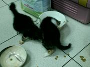 Kittens Eat Food from Same Bowl