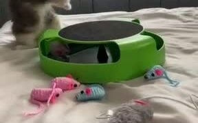 Kitty Falls Off Bed While Playing With Collar Bell - Animals - Videotime.com