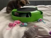 Kitty Falls Off Bed While Playing With Collar Bell
