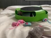 Kitty Falls Off Bed While Playing With Collar Bell