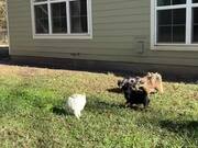 Person Watches Puppies Chasing Flying Drone