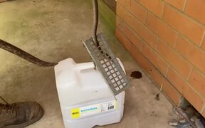Man Rescues Tiger Snake Stuck Inside Ventilation