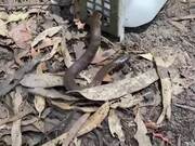 Man Rescues Tiger Snake Stuck Inside Ventilation