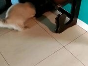 Cat Loves Playing Around With Berry