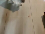 Cat Loves Playing Around With Berry