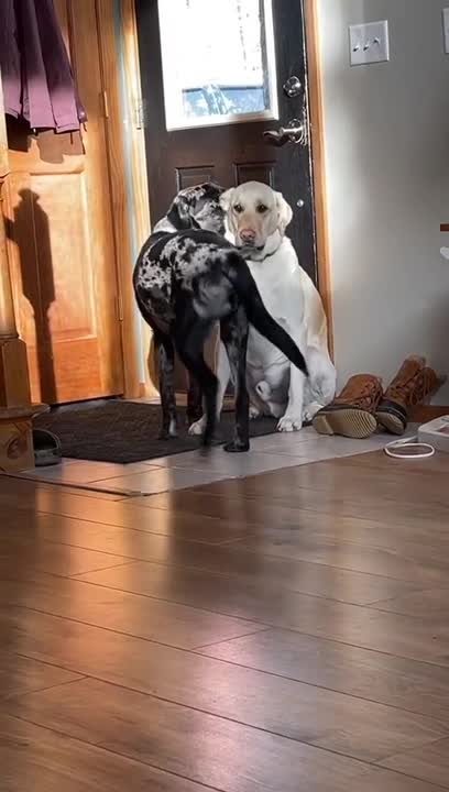 Dog Growls at Another Dog Licking Him Playfully