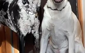 Dog Growls at Another Dog Licking Him Playfully