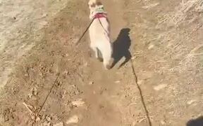 Puppy's Journey of Becoming Expert at Hiking