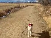 Puppy's Journey of Becoming Expert at Hiking