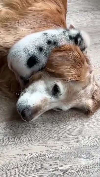 Piglet Rests On Dog's Torso