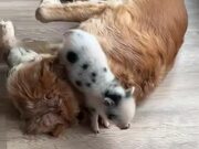 Piglet Rests On Dog's Torso