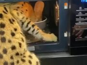 Savannah Cat Climbs Into Microwave to Eat Her Food