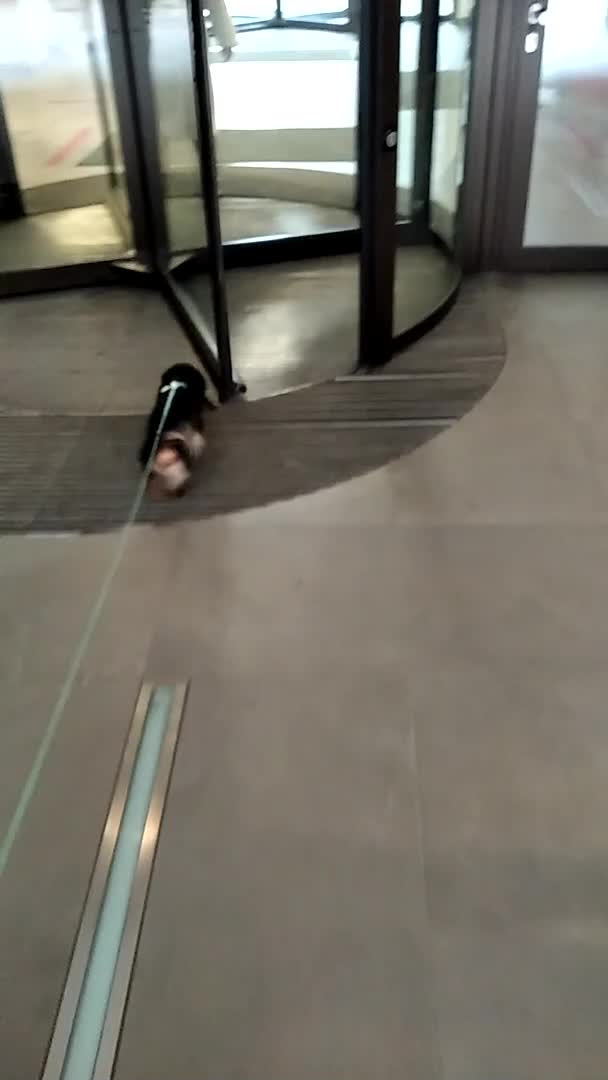 Little Dog Excitedly Pushes Revolving Doors