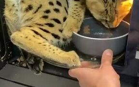 Savannah Cat Climbs Into Microwave to Eat Her Food - Animals - Videotime.com