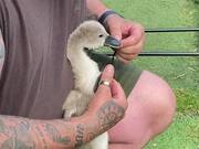 Empathetic Dad Wins Hearts By Rescuing a Baby Swan
