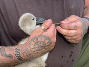 Empathetic Dad Wins Hearts By Rescuing a Baby Swan